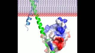 Talin protein  3D movie and a song Rate My Science [upl. by Nirrok97]