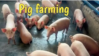 piggery farm Pig farming [upl. by Lissak693]