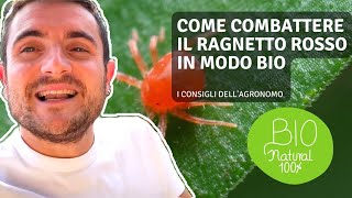 COME COMBATTERE IL RAGNETTO ROSSO IN MODO BIO [upl. by Springer]