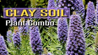 Plant Combo for Clay Soil [upl. by Wanyen]