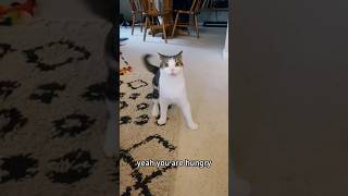 Cats can say English funnyvideo usacats funny catsusa catfunny pets catusa catvideos [upl. by Aihtebat]