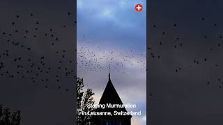 Starling Murmuration Over Lausanne Sky  Natures Dance 🐦✨  Switzerland shorts starling [upl. by Epilef]