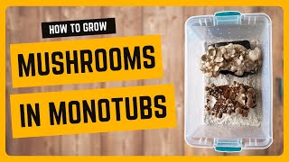 How to Grow Mushrooms in a Monotub [upl. by Nifares]