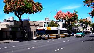 Rainbow Shower Trees on South King Street Honolulu [upl. by Niroc]