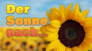 Wie Sonnenblumen der Sonne nach wachsen [upl. by Melas]