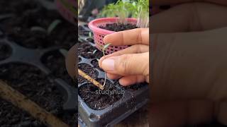 Growing tomato planttomatoplantshortsytshorts [upl. by Egroej274]