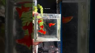 Albino Full Red Guppy albino trending guppylover guppy shorts guppies redfish aquariumpets [upl. by Fenelia]