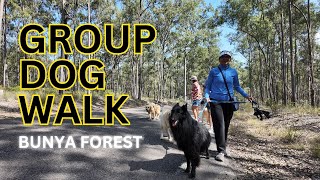 Dog Walk Diaries My Belgian Groenendael’s Social Adventures  Bunya Park [upl. by Ahsirk]