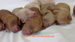 CANICHE PUDEL PHILIPPINES Puppies [upl. by Audrit]