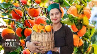 Persimmon Season In Kinnaur HP How To Make Dried Persimmons [upl. by Arima]