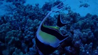 moorish idol with great streamers [upl. by Anauqahs]