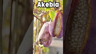 Exploring Superfoods The Incredible Benefits of Akebia [upl. by Harol]