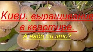 Киви Как вырастить дома из семян как выглядит киви kiwi Посадка Actinidia deliciosa Planch [upl. by Nolyag]