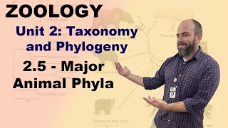 Zoology Unit 2  25  Major Animal Phyla [upl. by Aneehsirk]