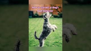 how to correct a dogs bad behaviordog behavior training shorts youtubeshorts shortsfeed [upl. by Birk]