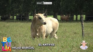 Toros de la Ganaderia San Antonio de Milad Barguil BETULIA 2024 [upl. by Padegs]