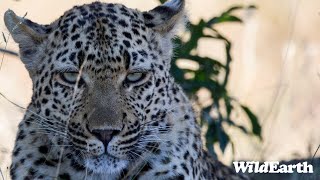 WildEarth  Sunrise Safari  10 March 2024 [upl. by Lesde]