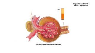 Regulation of GFR autoregulation via tubuloglomerular feedback neural amp hormonal regulation [upl. by Shriner]