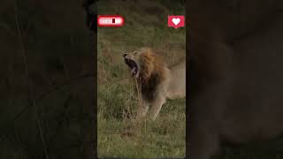 Lion starching 🦁 animals africanlionsafari wildlife krugernationalpark [upl. by Aryt]