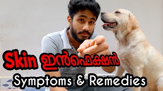 Dog Skin Problems  Symptoms and Remedies  നാടൻ കുറുക്ക് വിദ്യകൾ Labradorskin infection pets [upl. by Aramac]