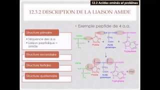 123a Protéines  Acides aminés et liaison peptidique [upl. by Shandie430]