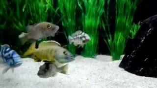 Stigmatochromis Modestus quotMbenjiquot en Exochochromis anagenys [upl. by Adnahsat828]