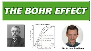 03BBohr Effect Healthy vs Sick People and Oxygen Transport [upl. by Kwon]