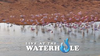 Live At The Waterhole  24 May 2024 [upl. by Ahsik]