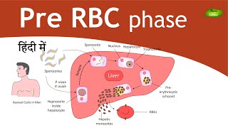 Plasmodium in Hindi  Malaria  Exoerythrocytic schizogony  Parasitology  Basic Science Series [upl. by Nedgo445]