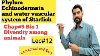 Phylum Echinodermata and water vascular system of Starfish full explanation Lecture 12 [upl. by Anoved120]