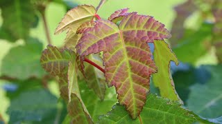 Fast Growing Trees For Privacy The Amur Maple Tree [upl. by Yrok655]