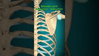 Shoulder joint Abduction  Adduction anatomy shorts medical [upl. by Bigler]