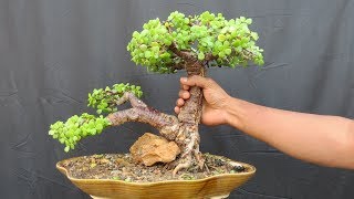 Jade Bonsai How to Create Thick Trunk [upl. by Emmuela914]