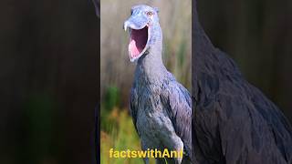 Shoebill Secrets The Bird That Looks Like a Dinosaur shoebill birds youtubeshortsshortvideo [upl. by Anelrahc]