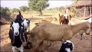 Bakra Bakri Farming  Beautiful Goat Sound Video At Goat Farming [upl. by Aran]