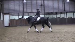 SorentoGribaldi Trak stallion  2013 for sale [upl. by Fromma]