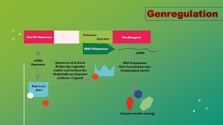 Genregulation und Epigenetik Vorlesung Zellbiologie Teil 11 with english subttiles [upl. by Akinad]