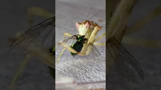 Fly losing its head shorts prayingmantis [upl. by Halladba]