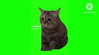 Sad Cat Meme 3 [upl. by Droflim]