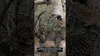 Incredible Leopards Masters of Stealth in the Wild leopard wildlifeshorts bigcats [upl. by Phoebe]