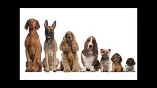 Dog Names 101 cute Male Dog Names [upl. by Einhapets]