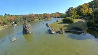 Japanese Garden under 100g digital FPV [upl. by Marjana114]