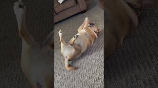 Playful Puggle Entertains himself short petvideos [upl. by Bliss]