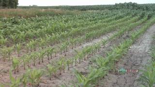 Ruts In The Field 607 From Ag PhD 607 112209 [upl. by Aleece]