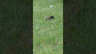 bird crawls on the grass cute animals funny birds fypシ birdslover [upl. by Vevay]