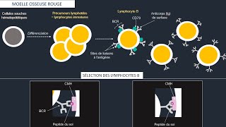 Système lymphoïde et organes lymphoïdes  maturation sélection et activation des lymphocytes B et T [upl. by Stratton72]