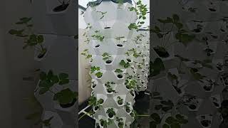 hydroponic system pineappletower vegetables farming garden soiless gardening aeroponic NFT [upl. by Ardnaxila]