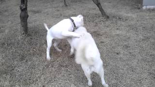 도고아르젠티노VS풍산견 Dogo Argentino VS korea Pungsan Dog 20149201 [upl. by Gunnar]