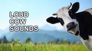 Loud Cow quotMOOquot Sounds Compilation [upl. by Vaclava797]