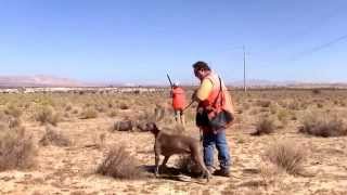 Weimaraner Hunting Training [upl. by Jorie926]